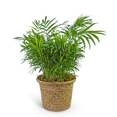 Palm Plant in Basket