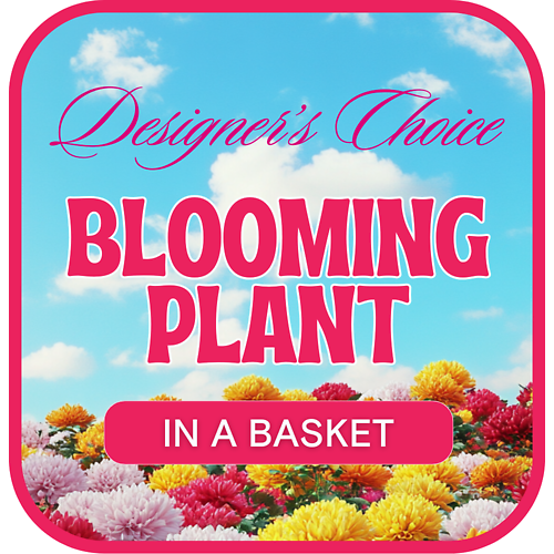 Designer's Choice Blooming Plant